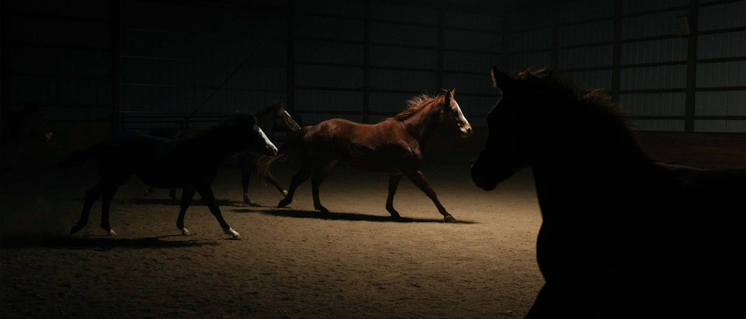 Managing Competition Season Stress in Performance Horses