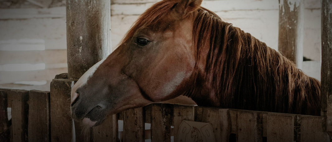 Gut Comfort and Horse Behavior Are Connected