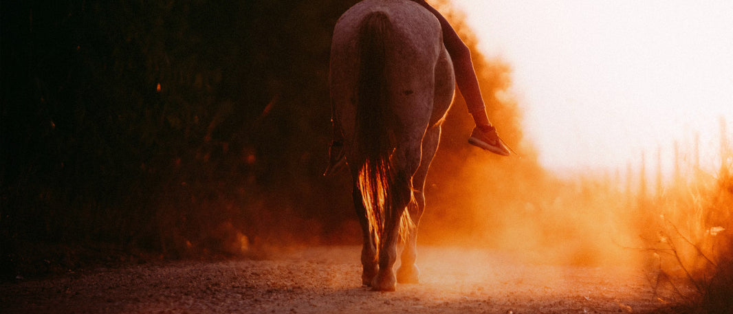 How Heat Stress Impacts Horse Comfort and Performance