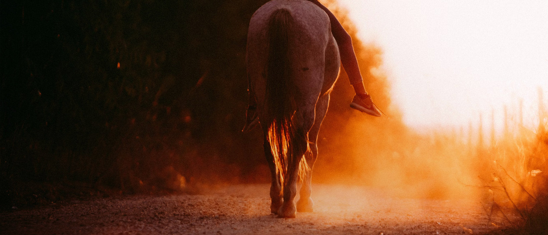 How Heat Stress Impacts Horse Comfort and Performance