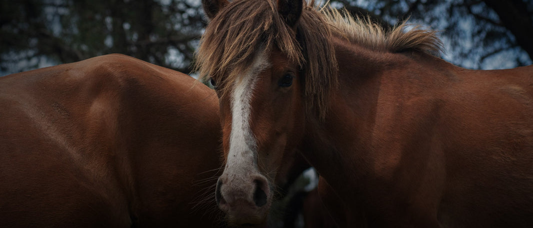 Managing Mare Behavior During Heat Cycles
