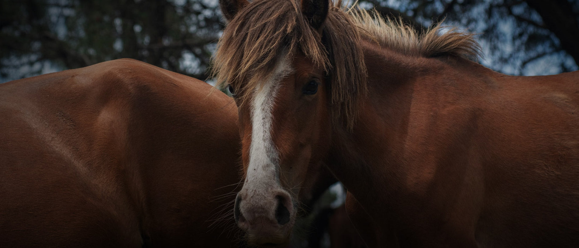 Managing Mare Behavior During Heat Cycles