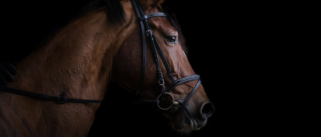 Why Horses Become Nervous at Shows