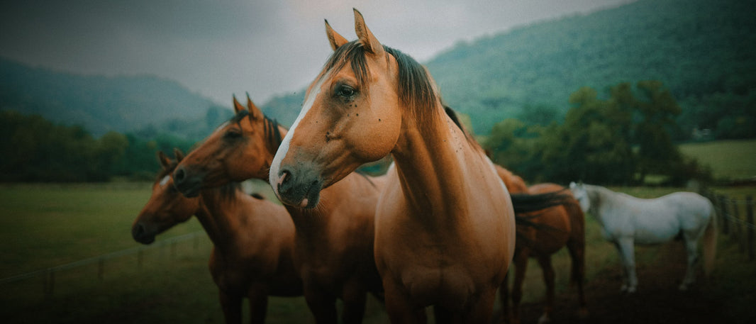 Why Recovery Determines Performance Longevity in Horses