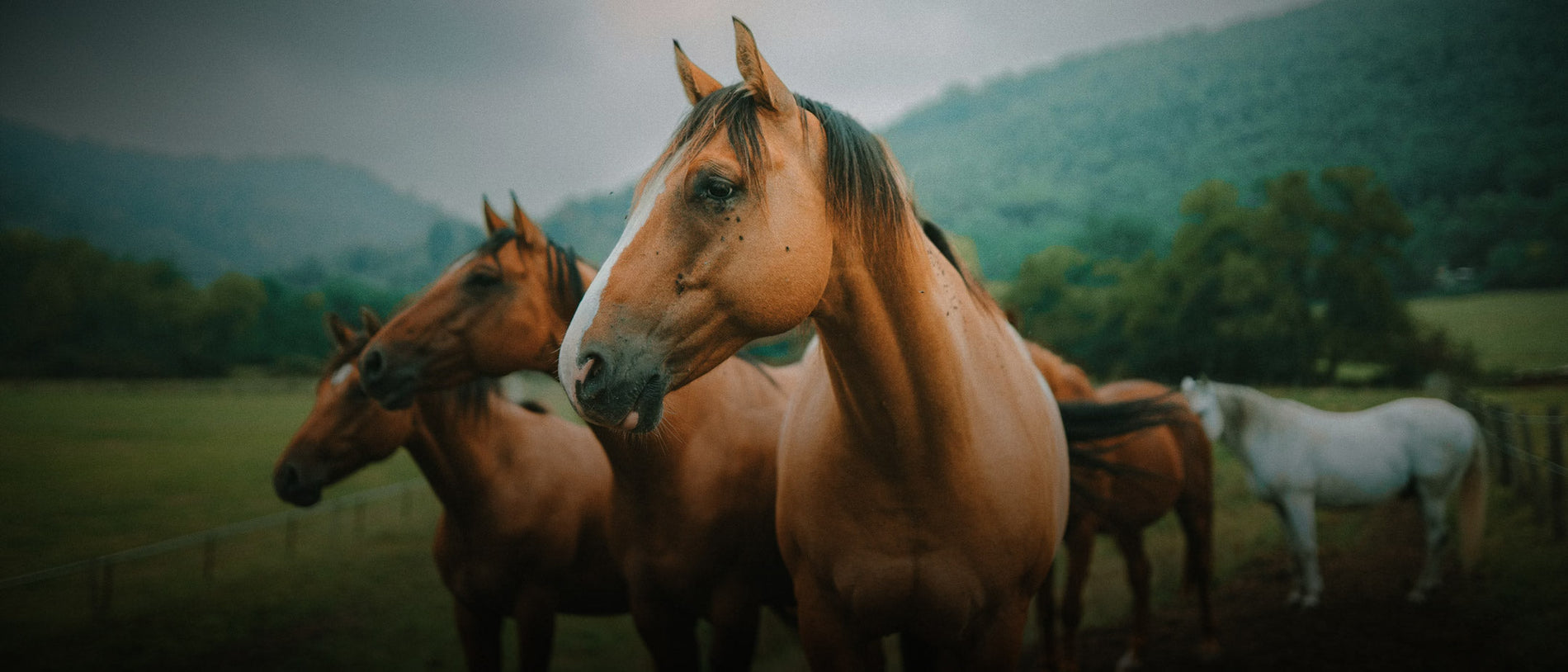 Why Recovery Determines Performance Longevity in Horses