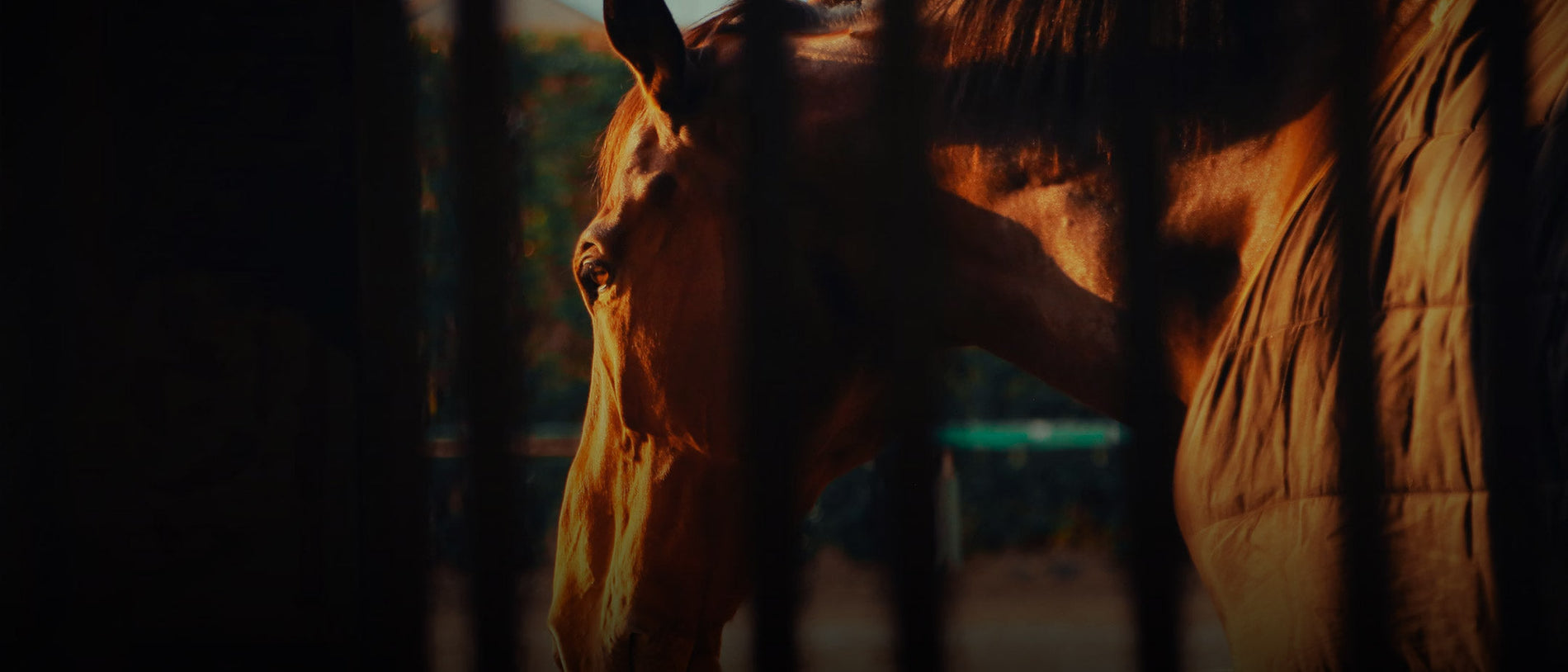 How Travel Fatigue Affects Performance Horses