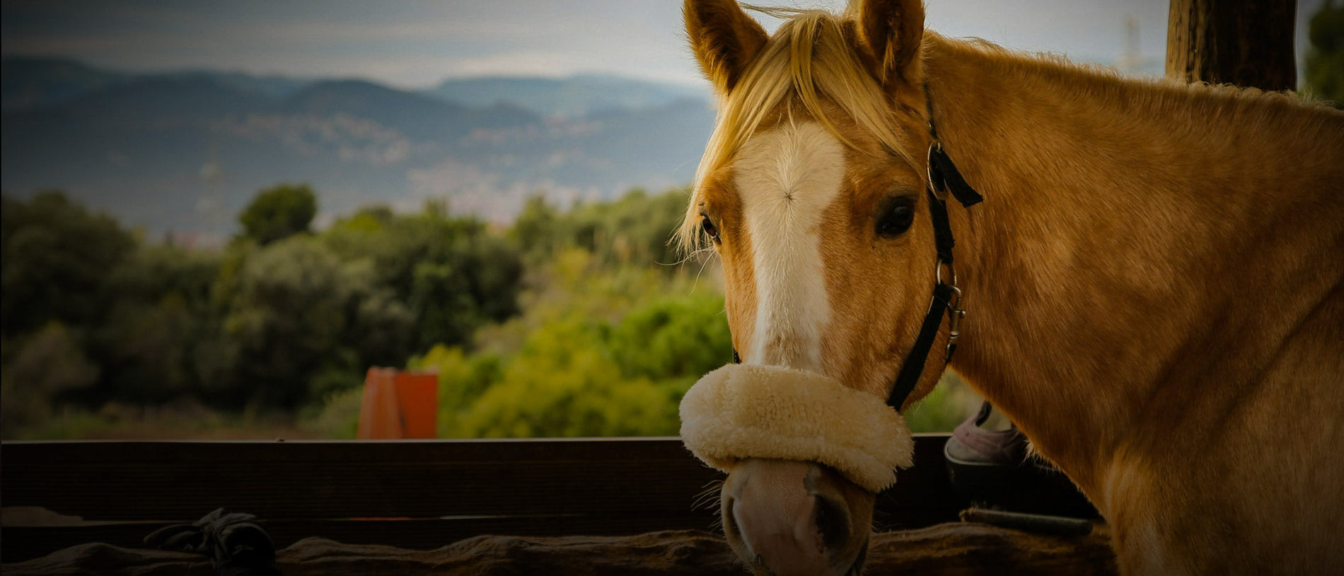 Travel Stress in Performance Horses: What Really Happens